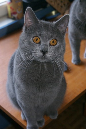 Ilmis ihmettelee helmikuussa 2009